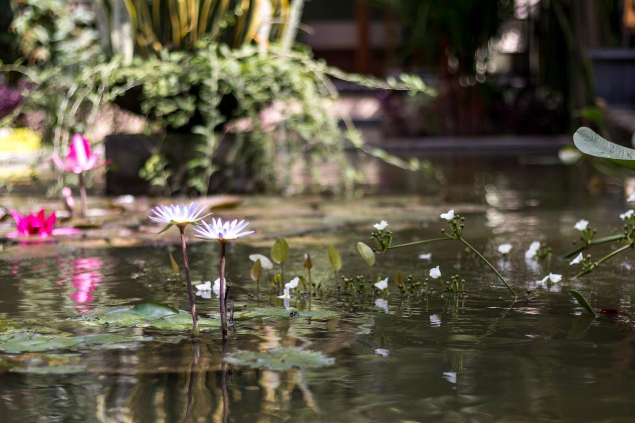 Hotel Hidden Padma Retreat Ubud Exteriér fotografie